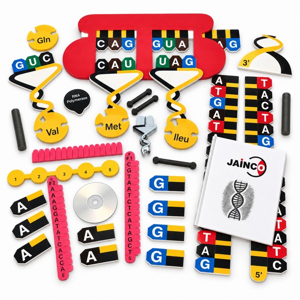 Protein Synthesis Manipulatives Demonstration Set